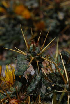 Image of Centaurea idaea Boiss. & Heldr.