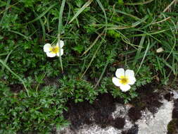 <i>Sieversia pusilla</i>的圖片