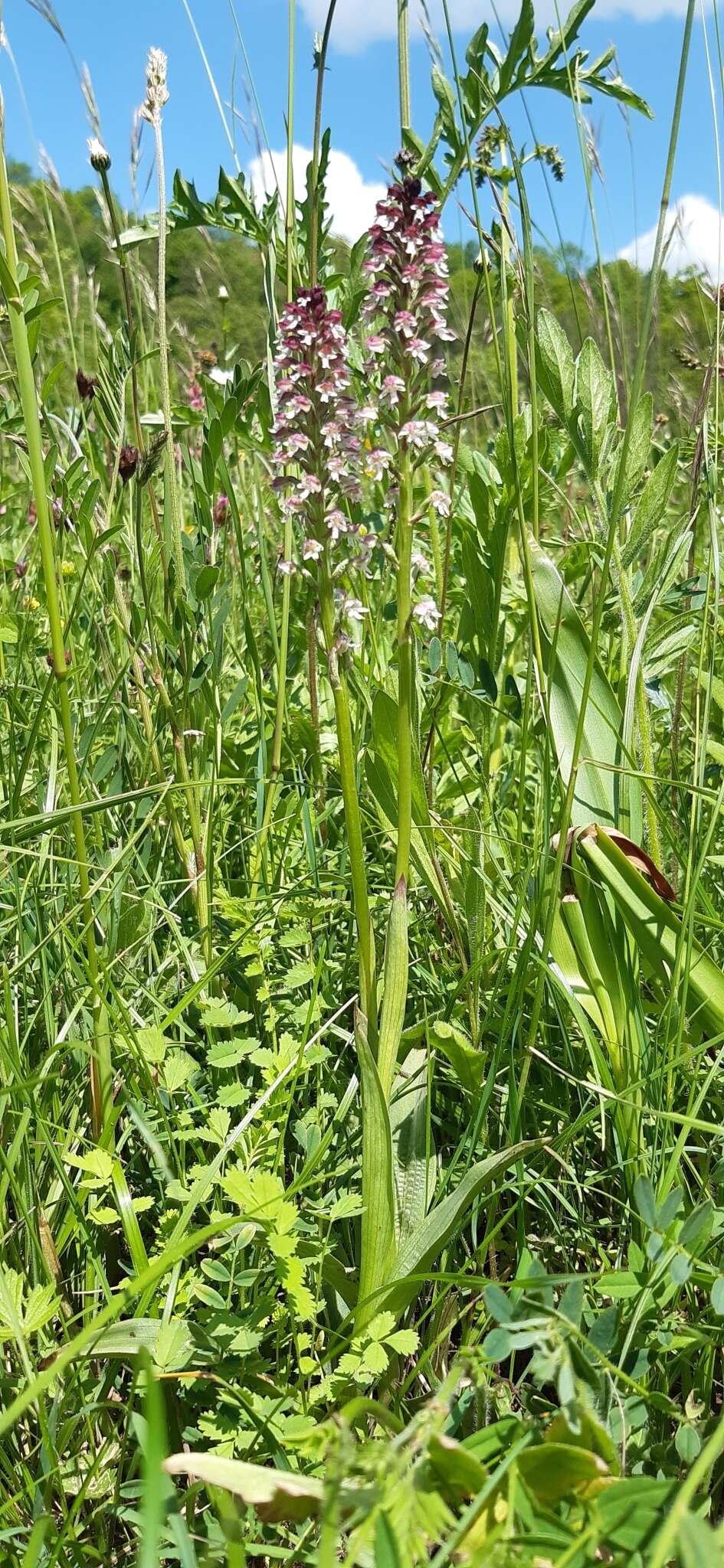 Image of Neotinea ustulata var. ustulata