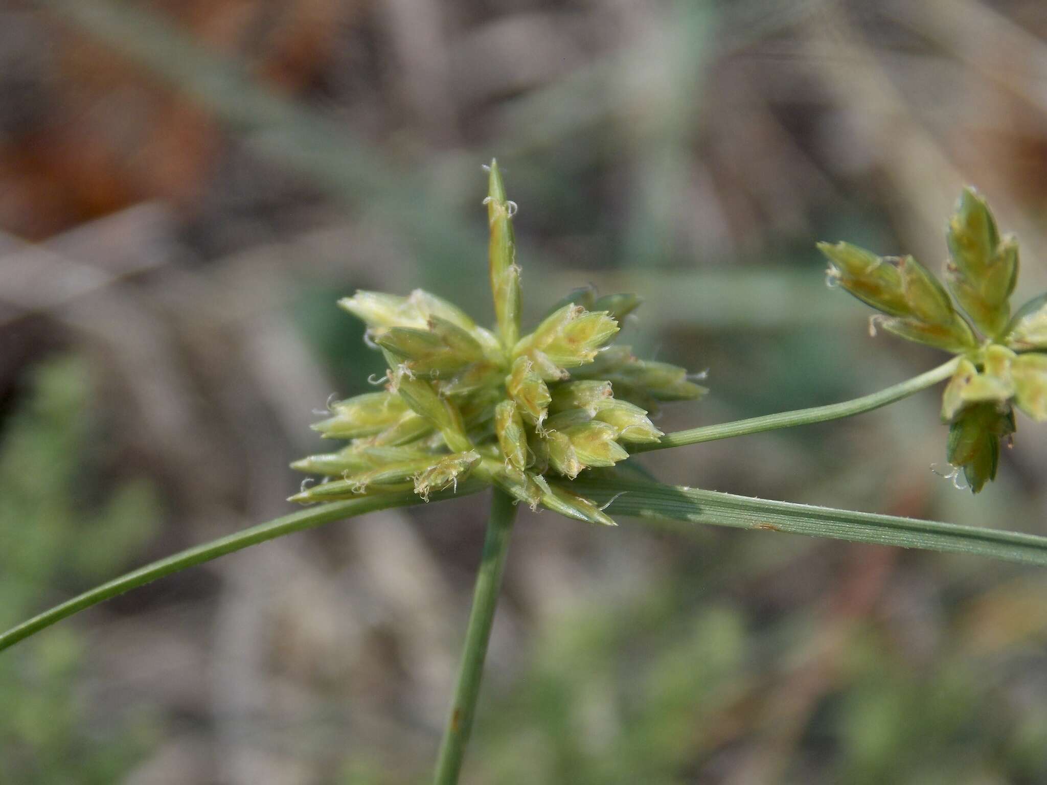 Cyperus filiculmis Vahl resmi