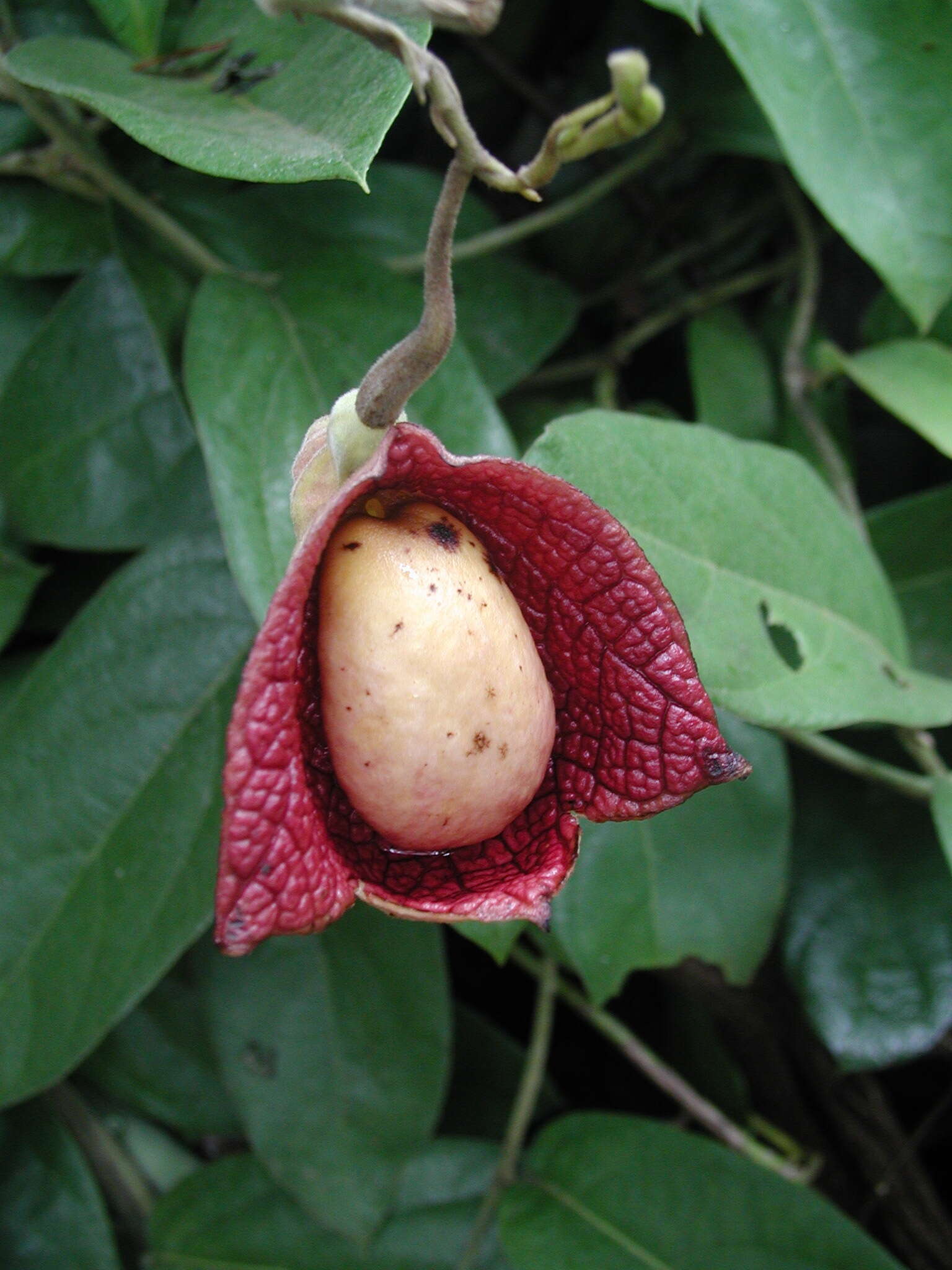 Plancia ëd Aristolochia veracruzana J. Ortega Ortiz