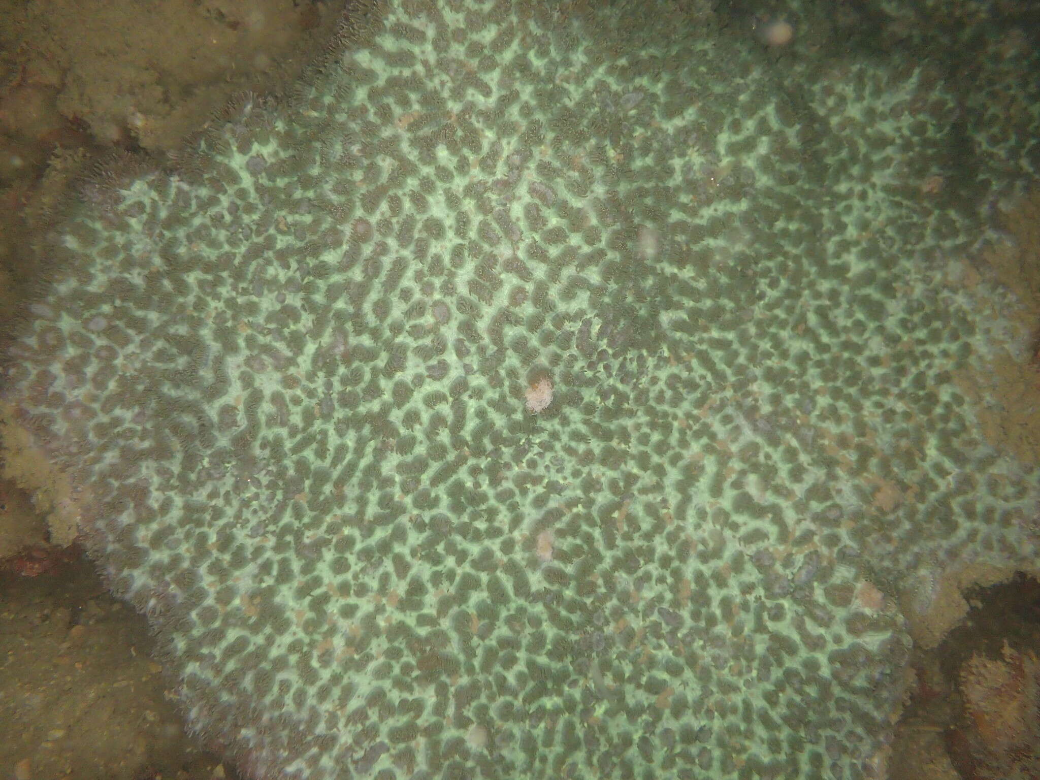 Image of Spine coral