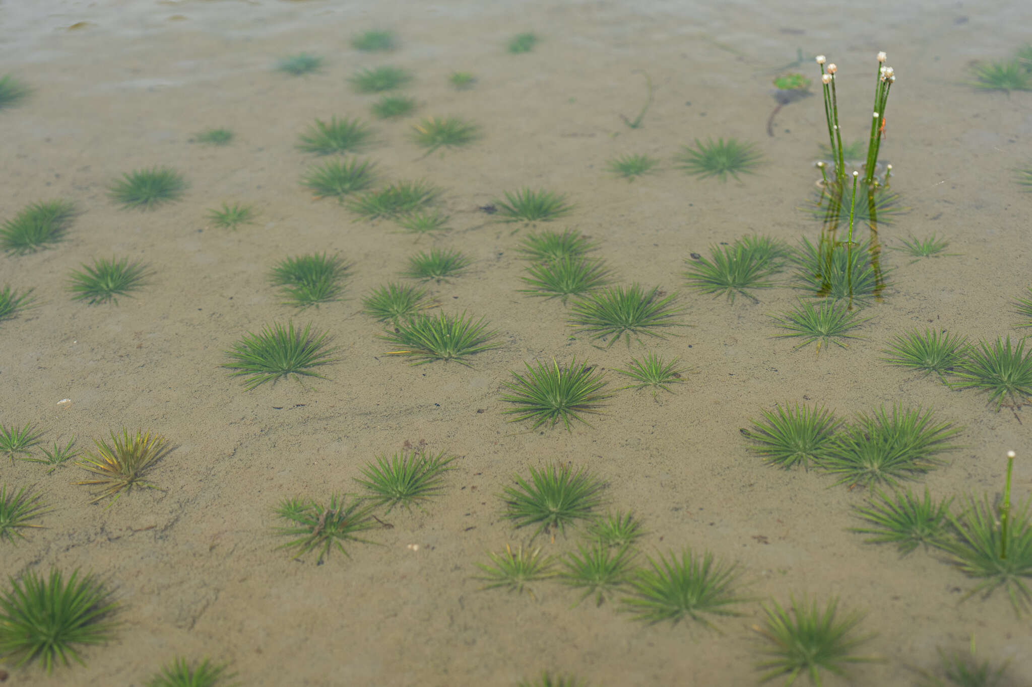 Sivun Eriocaulon cinereum R. Br. kuva