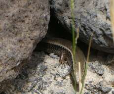 Image of Gran Canaria Skink