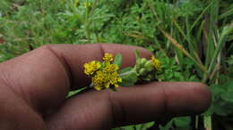 Image de Villanova oppositifolia Lag.