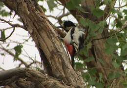 Image of White-winged Woodpecker