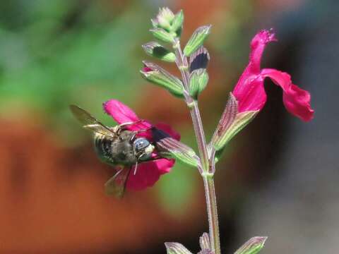 Xylocopa tabaniformis parkinsoniae Cockerell 1917 resmi