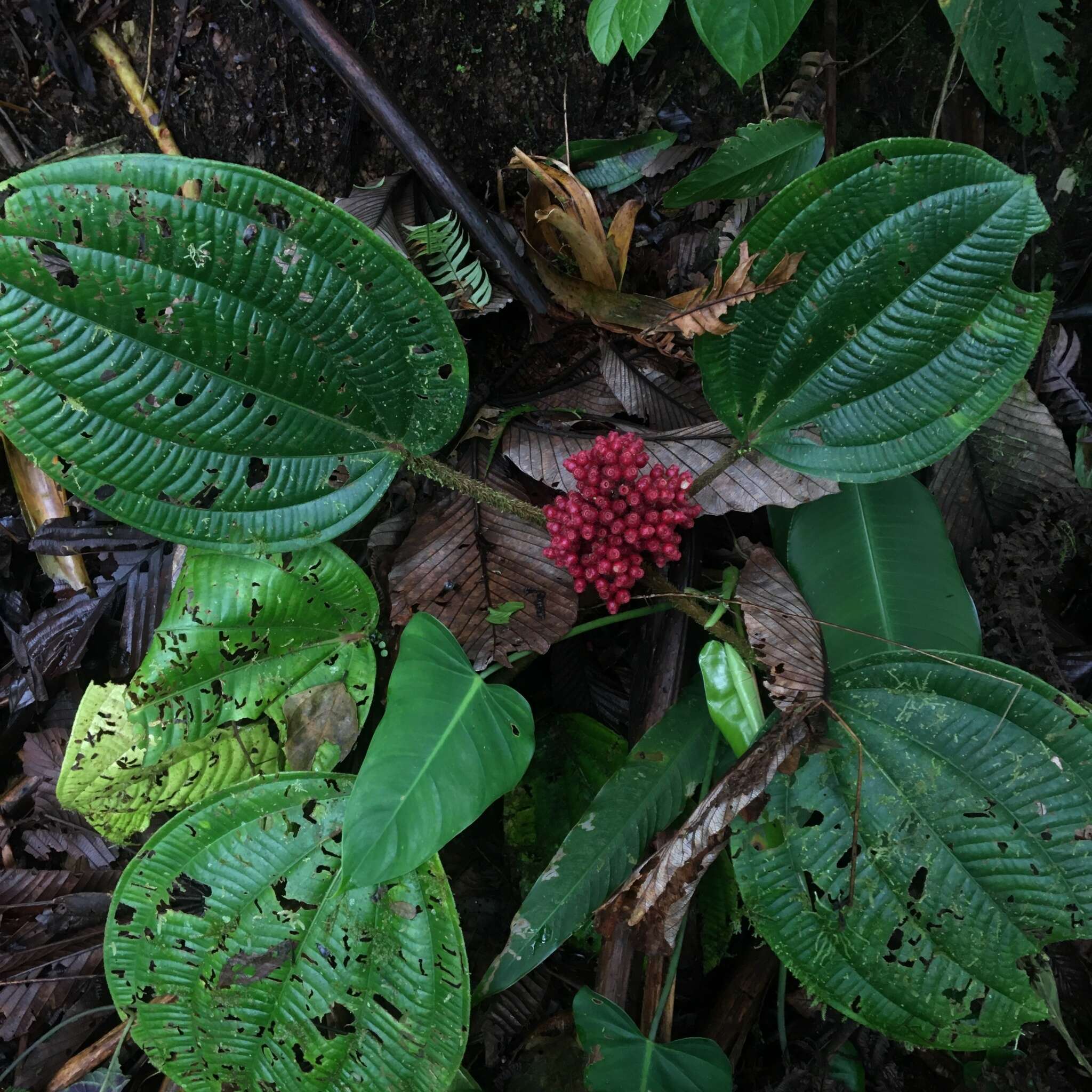 Tococa platyphylla Benth.的圖片