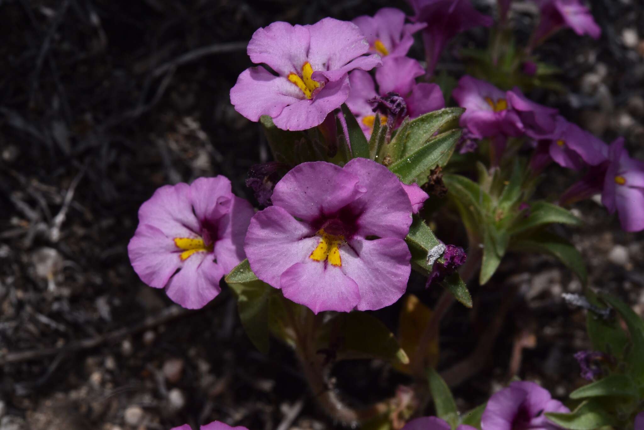 Plancia ëd Diplacus ovatus (A. Gray) G. L. Nesom