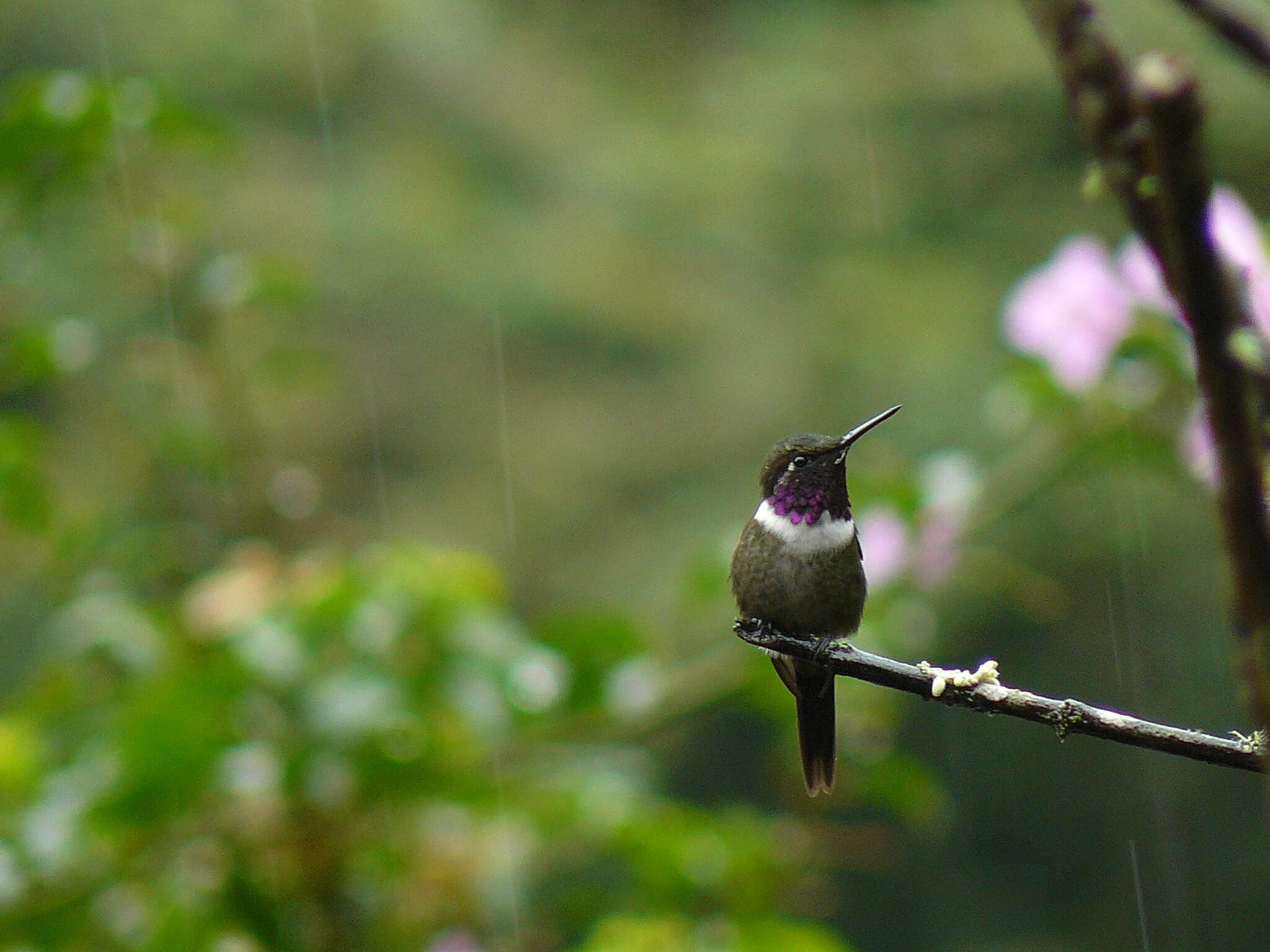 Image of Purple-throated Woodstar