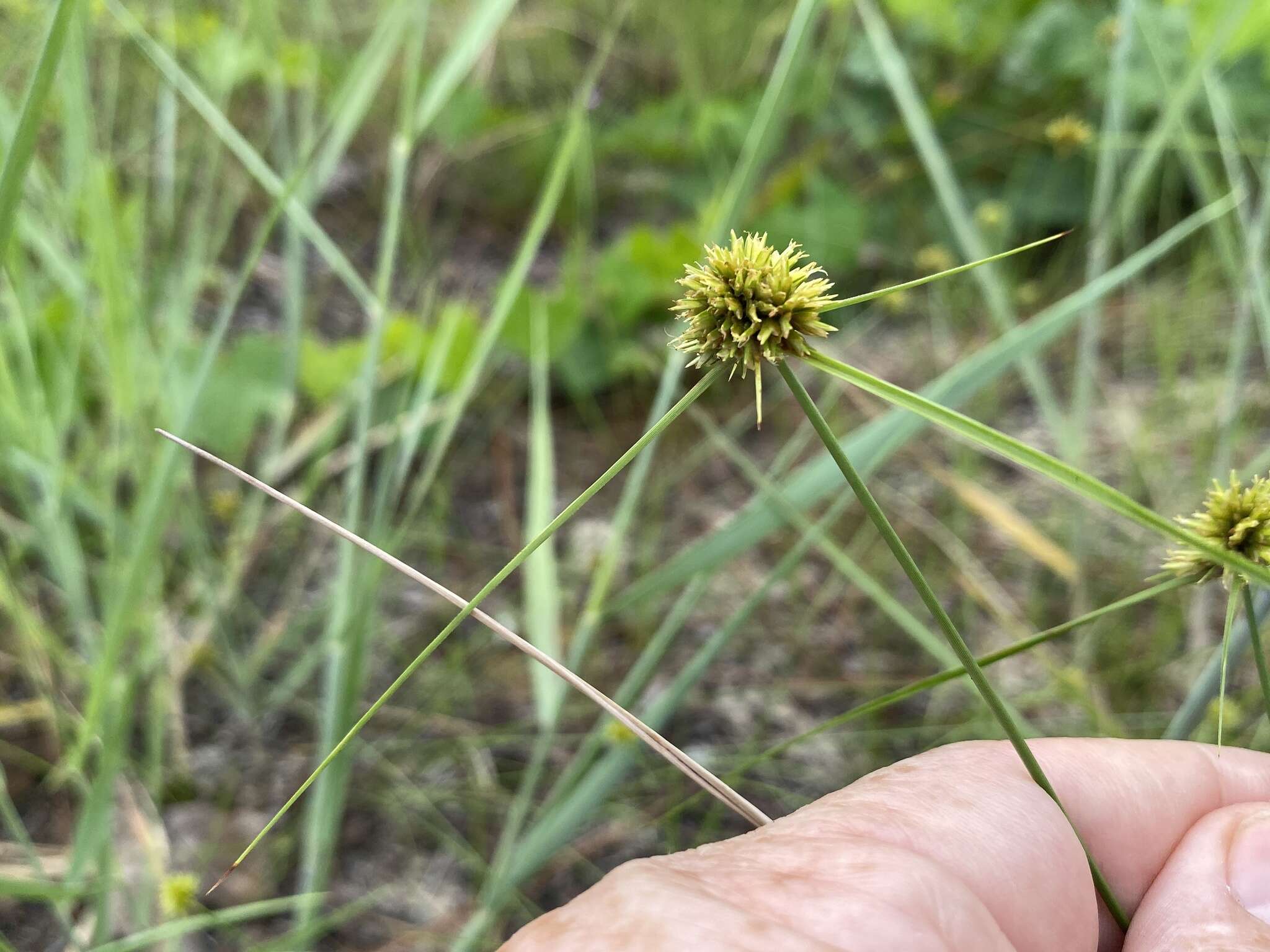 Image of Cyperus filiculmis Vahl