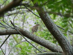 Image of White's Thrush