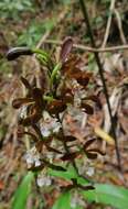 Слика од Prosthechea varicosa (Bateman ex Lindl.) W. E. Higgins