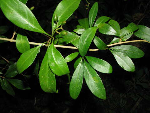 Image of thicket wild coffee