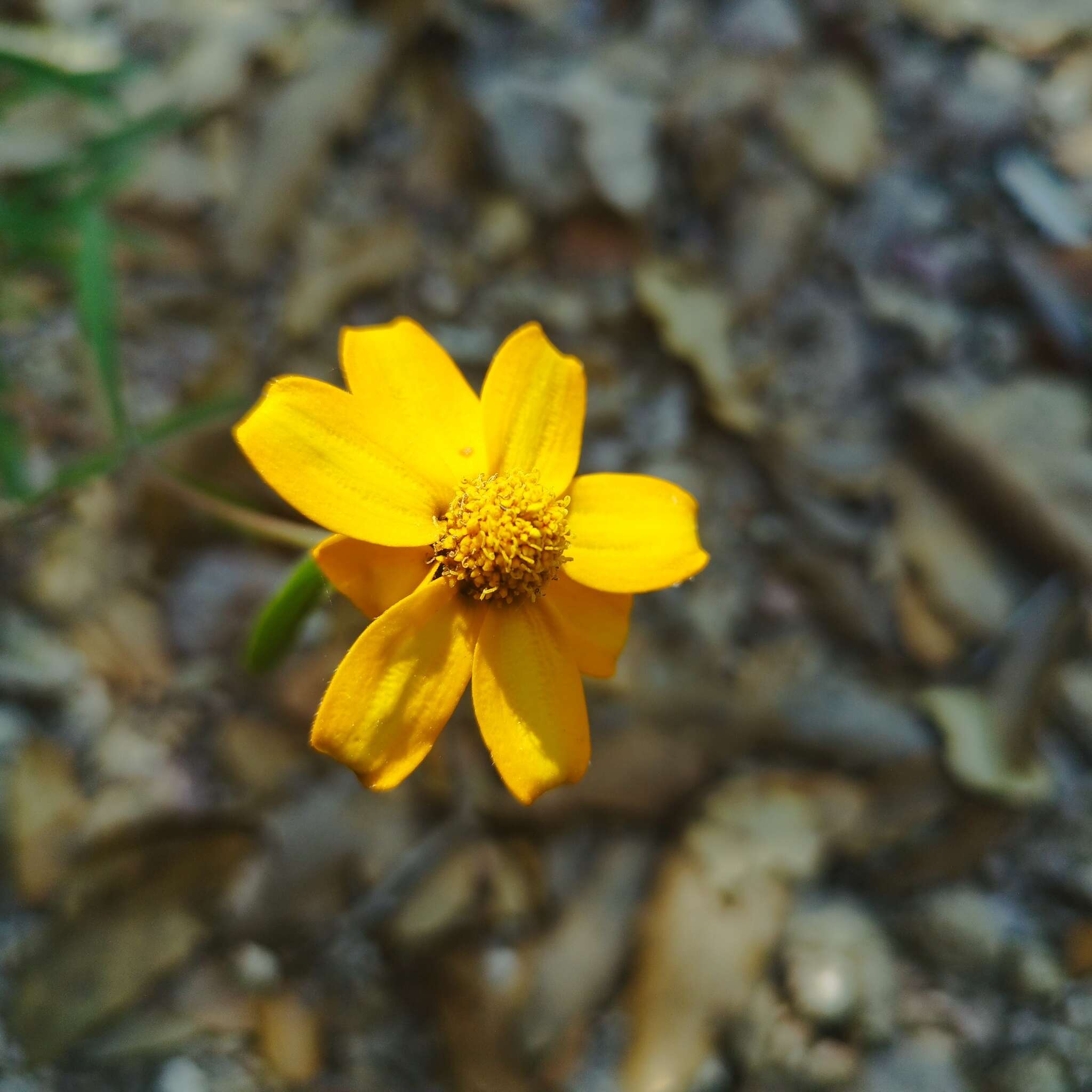 Image of narrowleaf zinnia