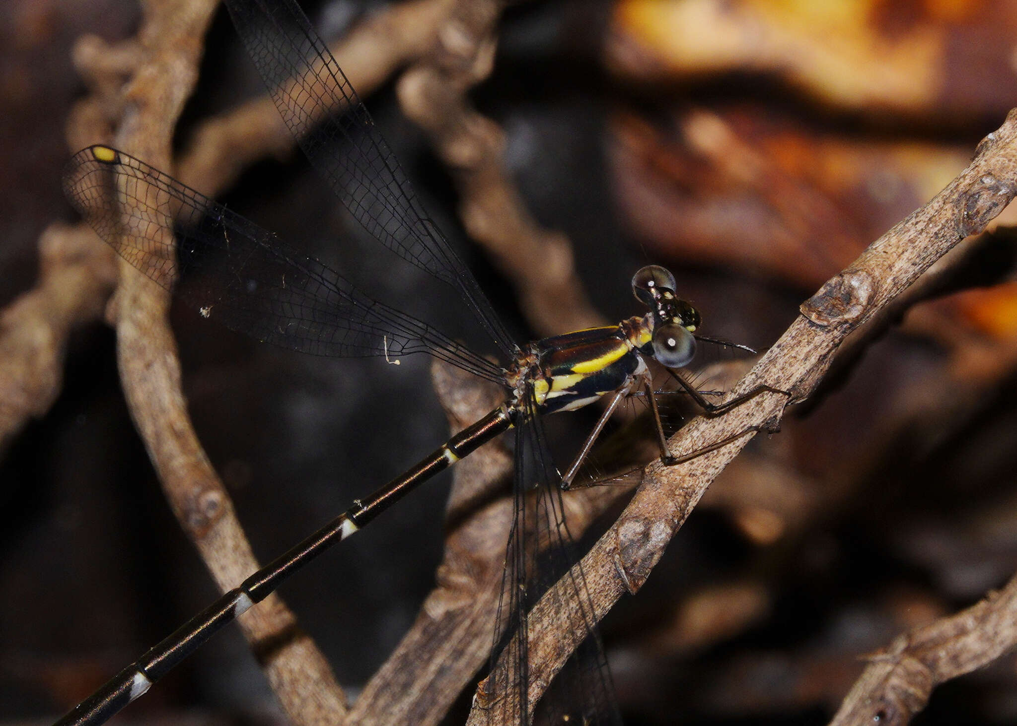 Image of Episynlestes intermedius Theischinger & Watson 1985