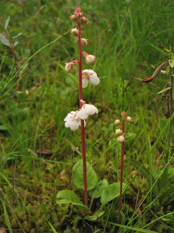 Imagem de Pyrola rotundifolia subsp. rotundifolia