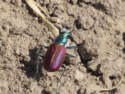 Image of Cicindela (Cicindela) scutellaris scutellaris Say 1823