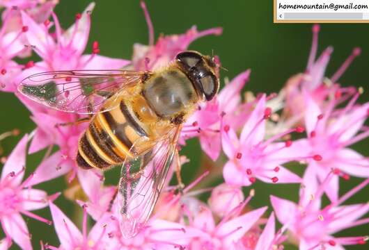 Image of Eristalis cerealis Fabricius 1805