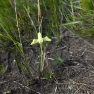 Image of Disperis villosa (L. fil.) Sw.