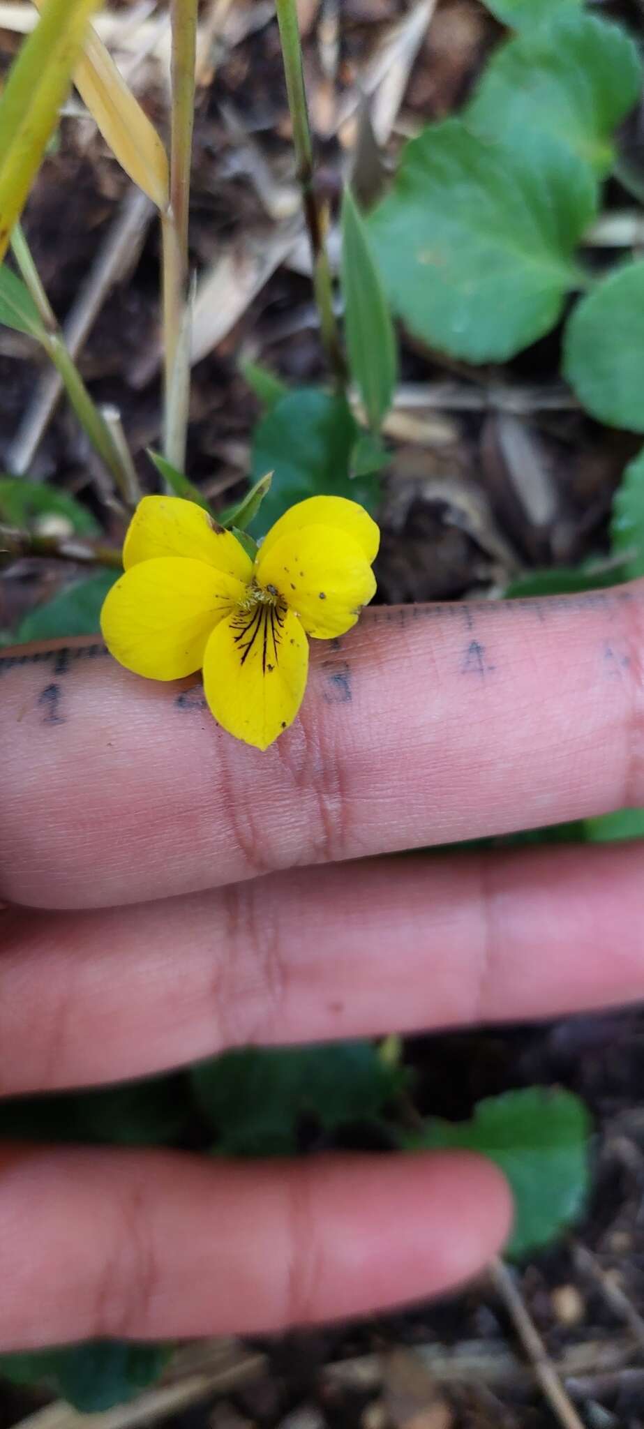 Image of Chilean yellow violet