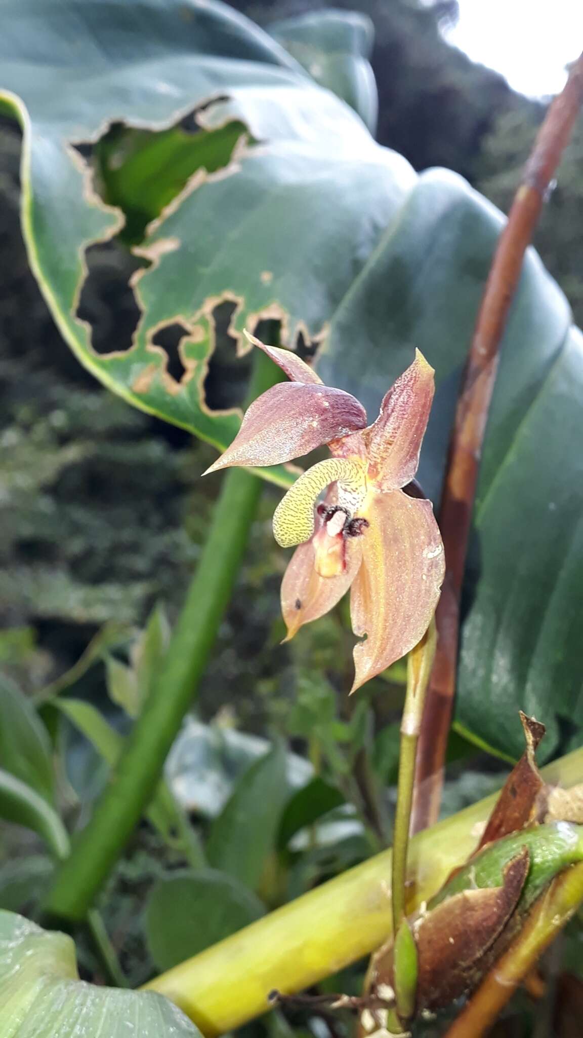 Image of Maxillaria schlimii (Linden & Rchb. fil.) Molinari