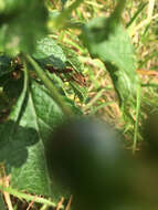 Image of Texas Bow-legged Bug