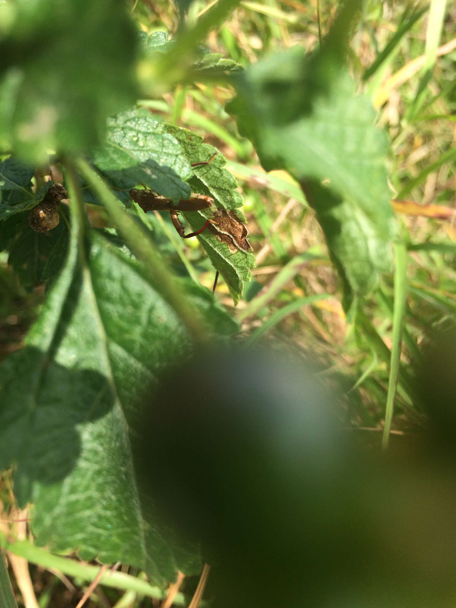 Image of Texas Bow-legged Bug