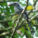 Image of Horizocerus hartlaubi hartlaubi (Gould 1861)