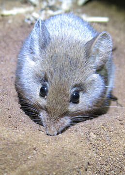 Image of Pouched Mice