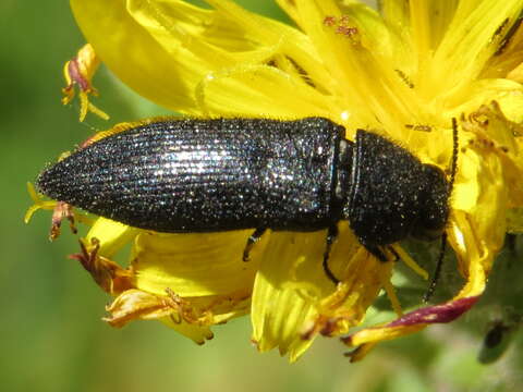 Image of Acmaeodera crinita Gory 1840