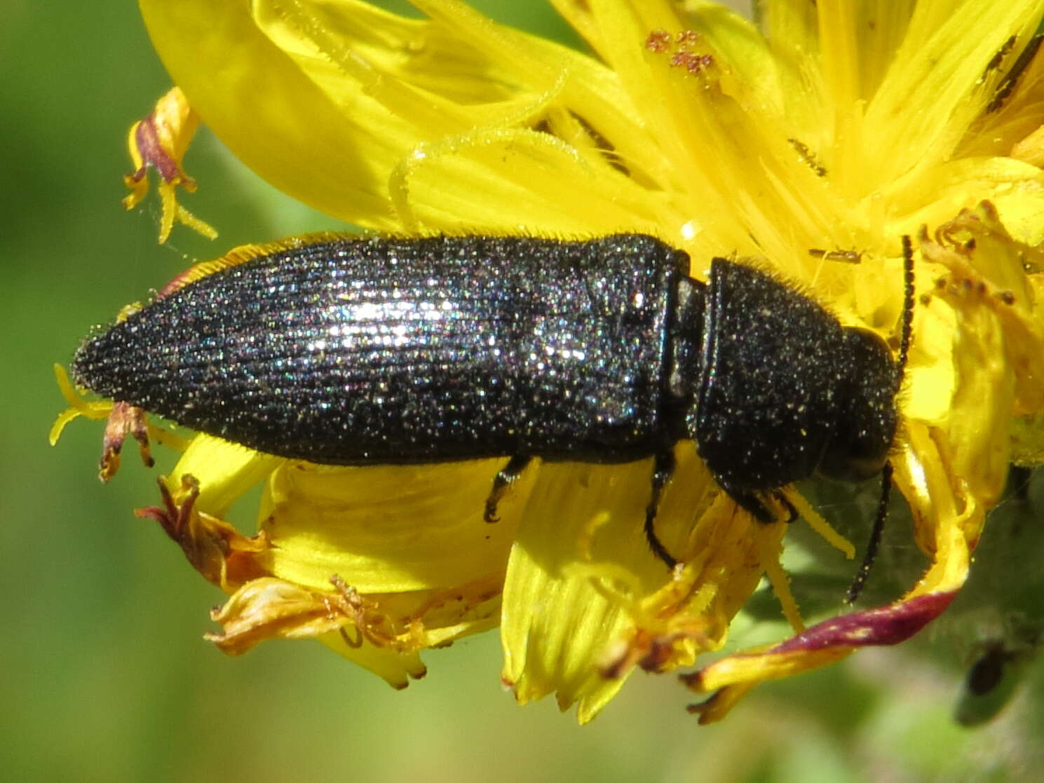 Image of Acmaeodera crinita melanosoma Lucas 1844