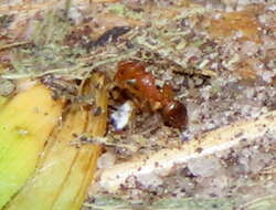 Image of Tetramorium capense Mayr 1865