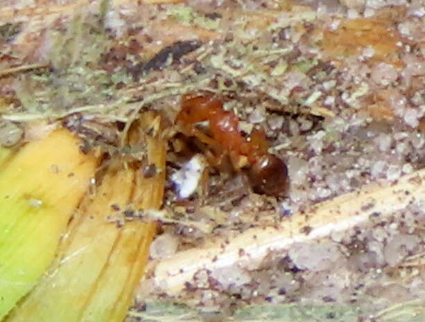 Image of Tetramorium capense Mayr 1865