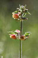 Image of Scrophularia grandiflora DC.