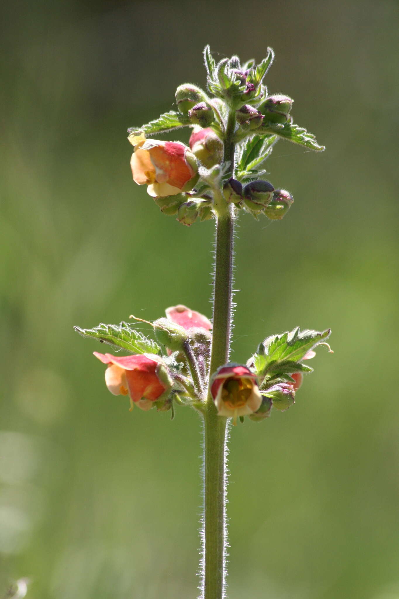 Scrophularia grandiflora DC. resmi