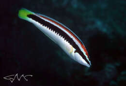 Image of Banana wrasse