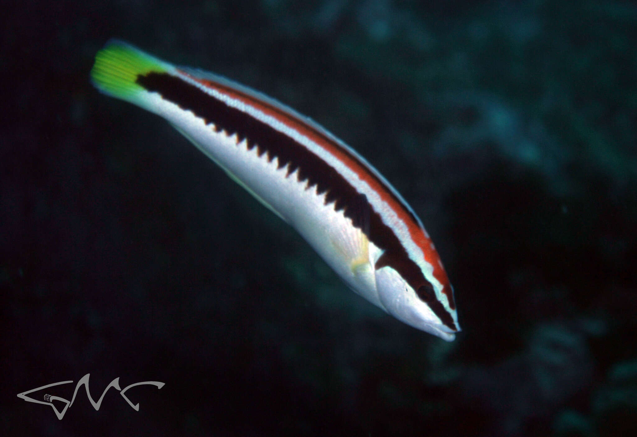 Image of Banana wrasse