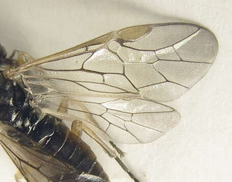 <i>Euura viduatina</i>的圖片