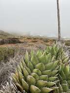 Image of Agave shawii subsp. shawii