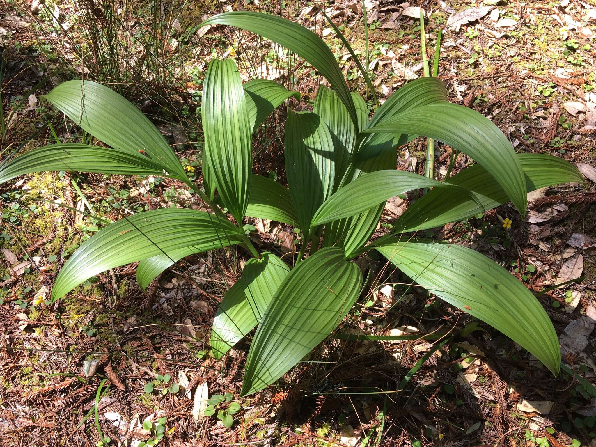 Image of Fringed False Hellebore