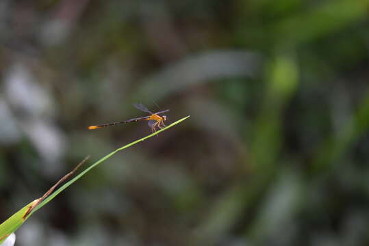 Image of Heteragrion aurantiacum Selys 1862