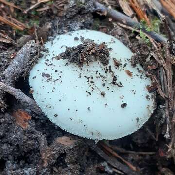 Image of False deathcap