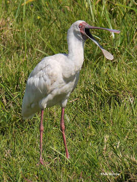 Image of African Spoonbill