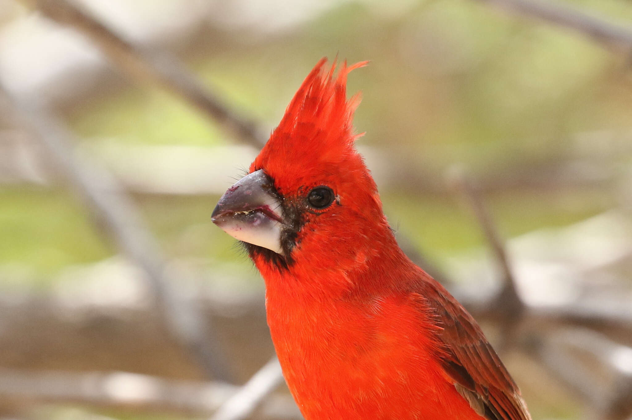 Plancia ëd Cardinalis phoeniceus Bonaparte 1838