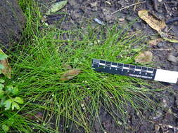 Image of Isolepis habra (Edgar) Soják