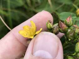 Image of Blue Ridge St. John's-Wort