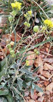 Image of Aurinia sinuata (L.) Griseb.