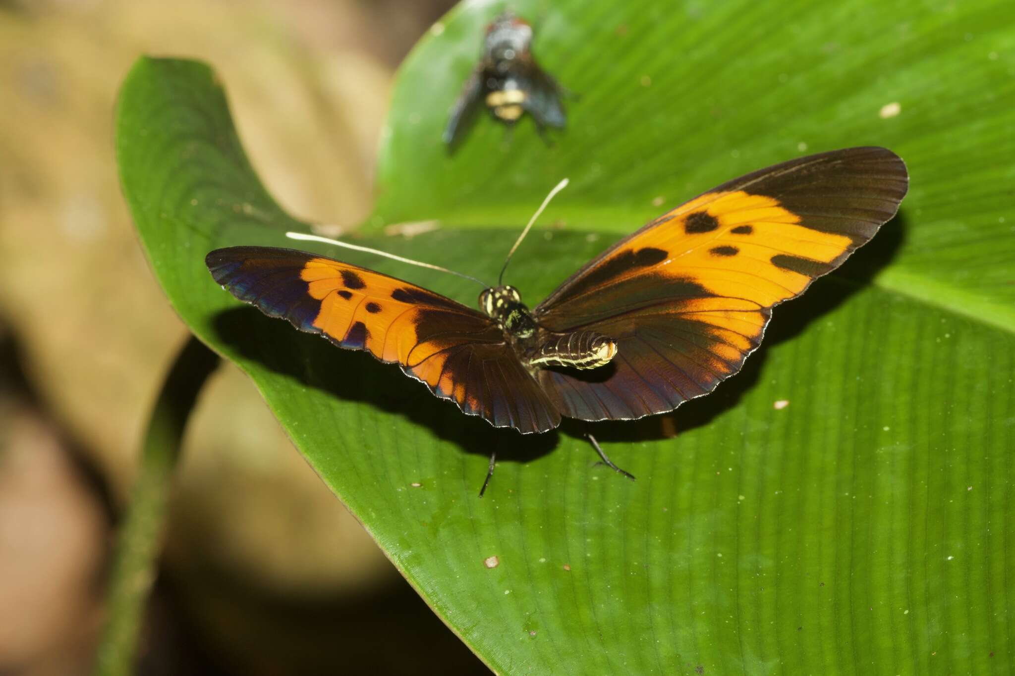 Imagem de Heliconius numatus Cramer 1780