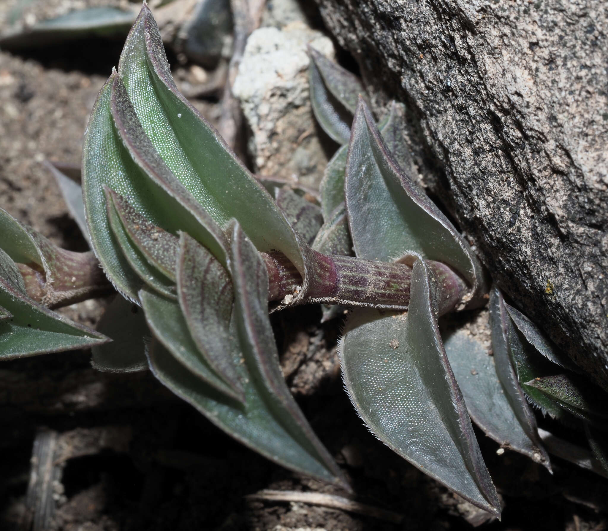 Imagem de Callisia navicularis (Ortgies) D. R. Hunt